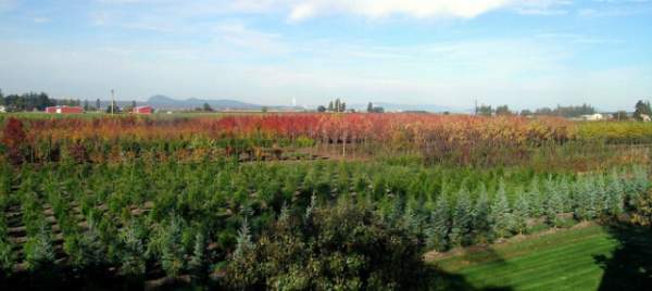 學(xué)習(xí)國外苗木行業(yè)經(jīng)驗，搶先了解國內(nèi)市場動態(tài)