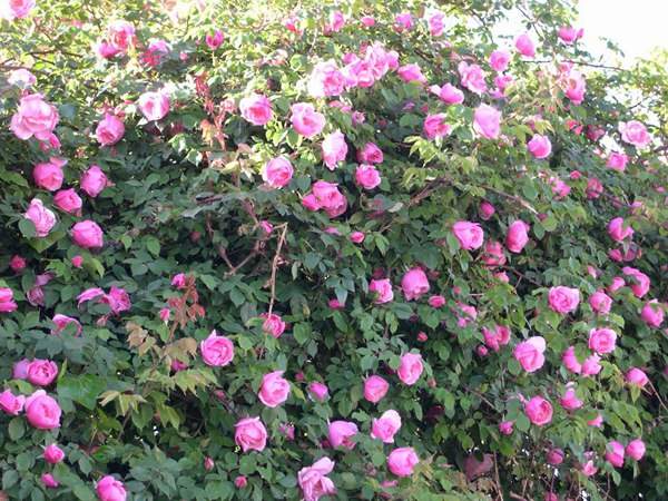 哪里有薔薇花苗賣？薔薇花苗批發(fā)