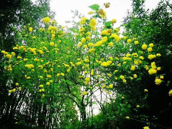 棣棠花的花語是什么？