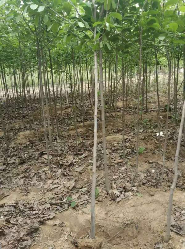 4公分白玉蘭 4公分白玉蘭