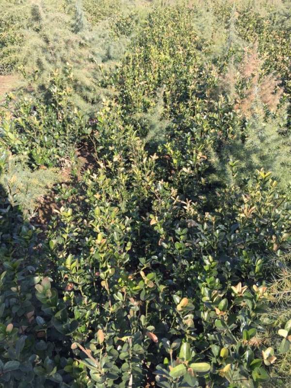 大葉黃楊苗 大葉黃楊苗