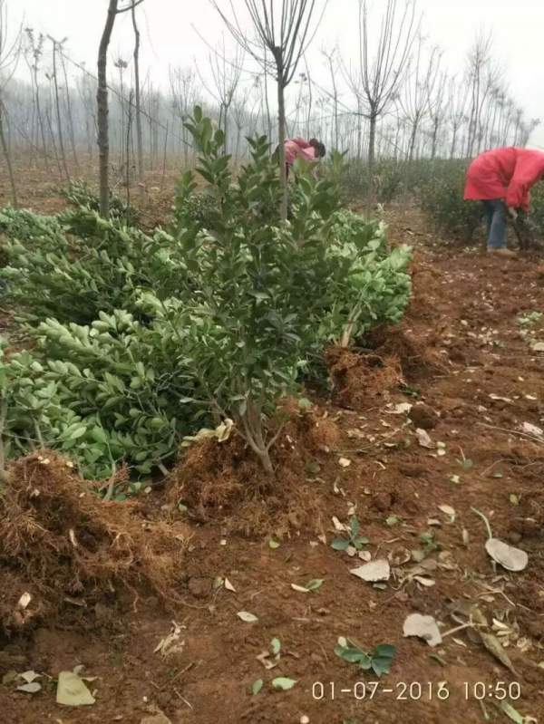 山西大葉黃楊 山西大葉黃楊