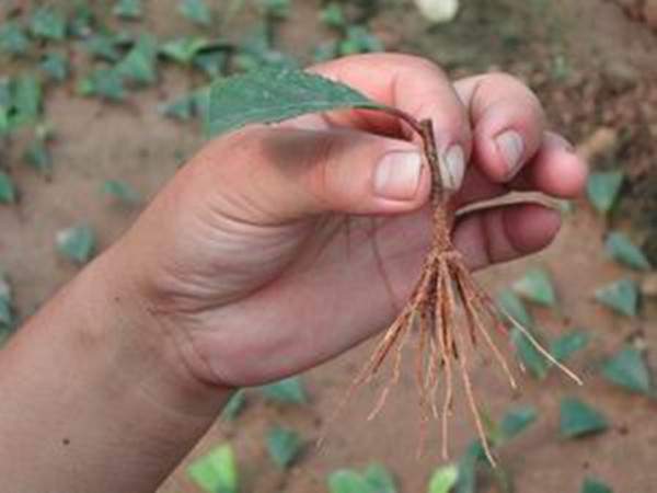 移栽扦插苗 移栽扦插苗