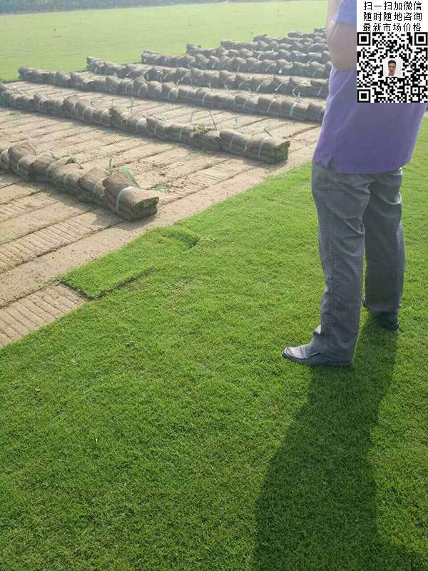 天堂草草坪基地圖片 天堂草草坪基地圖片