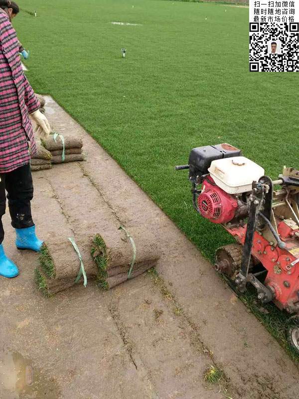 天堂草草坪基地圖片 天堂草草坪基地圖片