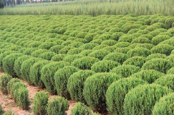 檜柏球圖片基地實拍 檜柏球圖片基地實拍