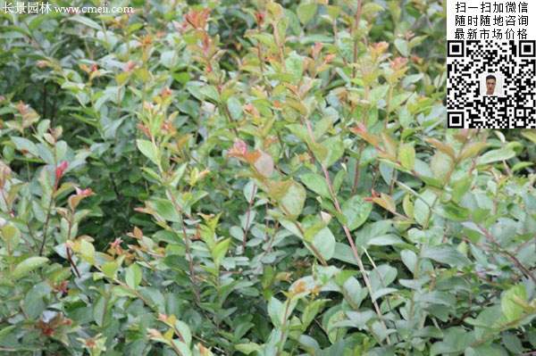 紫薇種子種植的小苗 紫薇種子種植的小苗