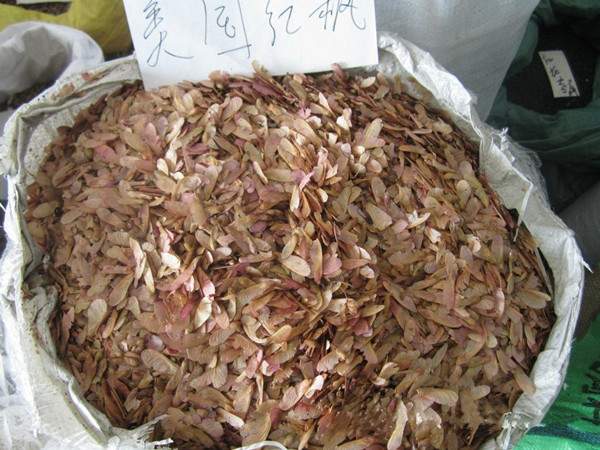 美國紅楓種子 美國紅楓種子