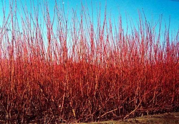 主教紅瑞木 主教紅瑞木