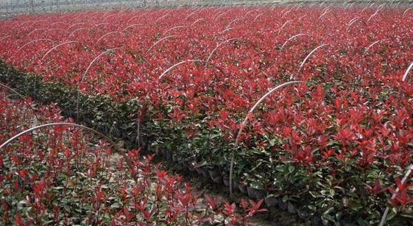 紅葉石楠苗 紅葉石楠苗