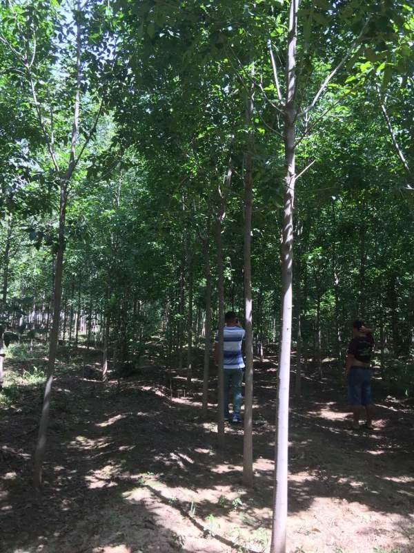 白蠟樹苗圃 白蠟樹苗圃