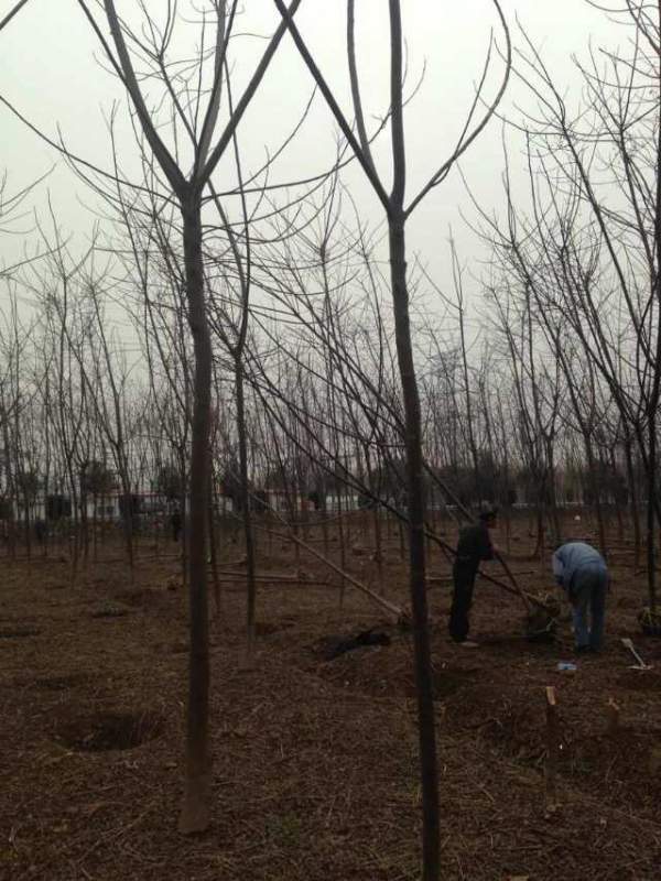 批發6公分7公分苦楝樹 批發6公分7公分苦楝樹