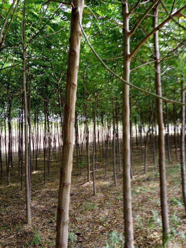 銷(xiāo)售7公分8公分苦楝樹(shù) 銷(xiāo)售7公分8公分苦楝樹(shù)