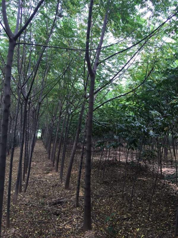 銷(xiāo)售7公分8公分苦楝樹(shù) 銷(xiāo)售7公分8公分苦楝樹(shù)