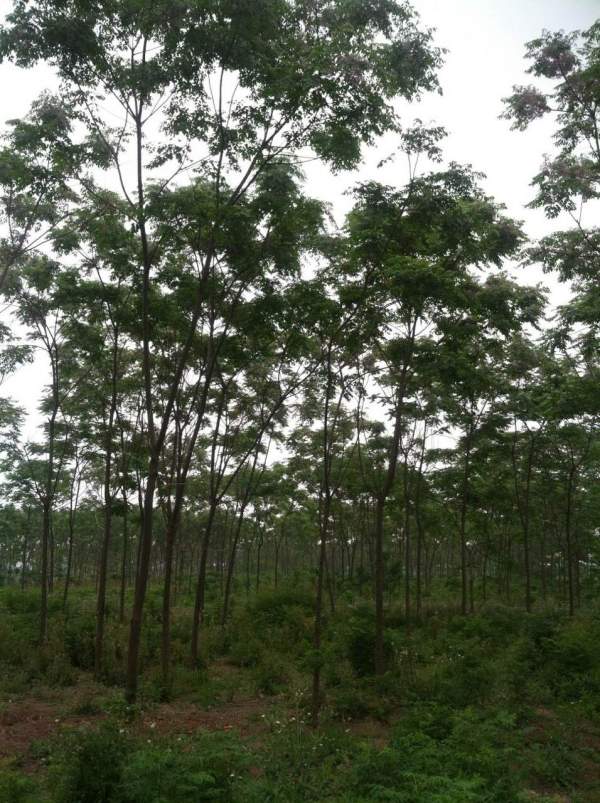 銷(xiāo)售7公分8公分苦楝樹(shù)