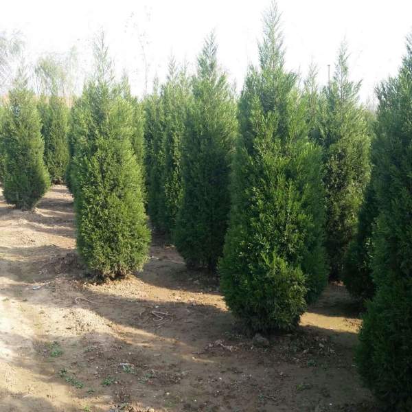 高度3米3.5米大蜀檜裝車_現場圖片 高度3米3.5米大蜀檜裝車_現場圖片