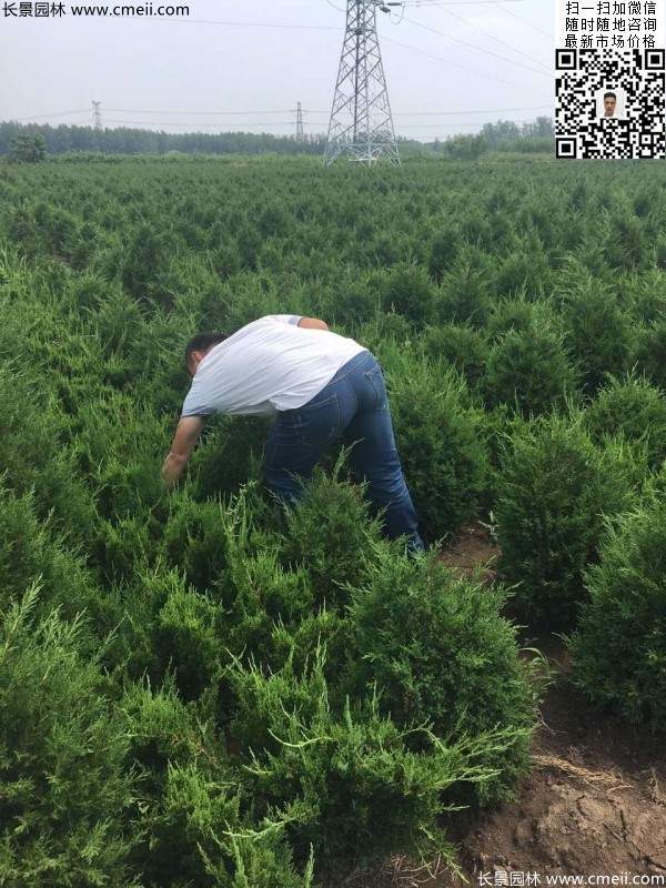 高度30公分40公分蜀檜小苗 高度30公分40公分蜀檜小苗