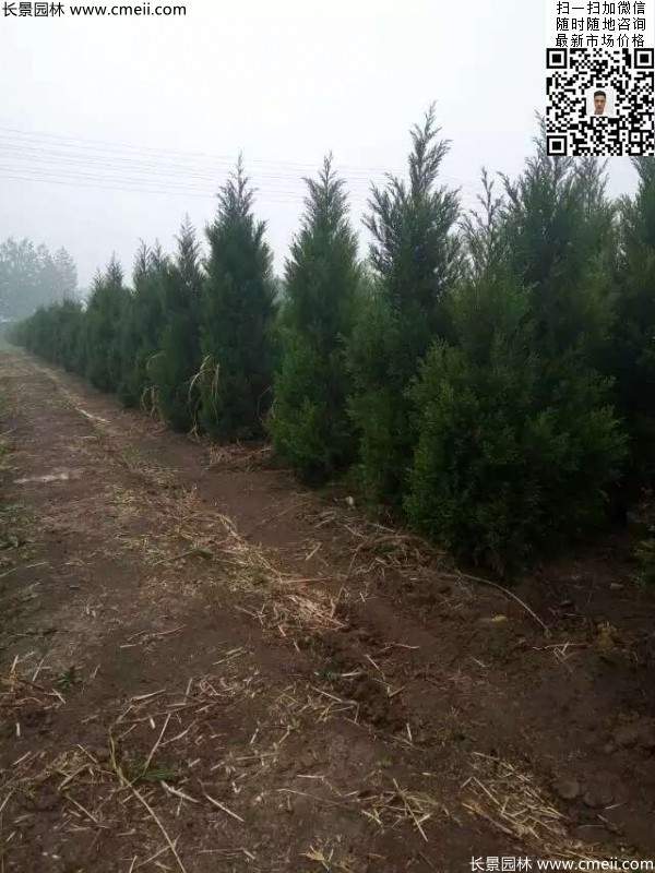 高度3米3.5米大蜀檜挖苗現(xiàn)場大量供應(yīng)中 高度3米3.5米大蜀檜挖苗現(xiàn)場大量供應(yīng)中