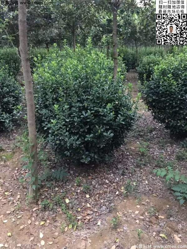 冠幅80公分和1米大葉黃楊球 冠幅80公分和1米大葉黃楊球