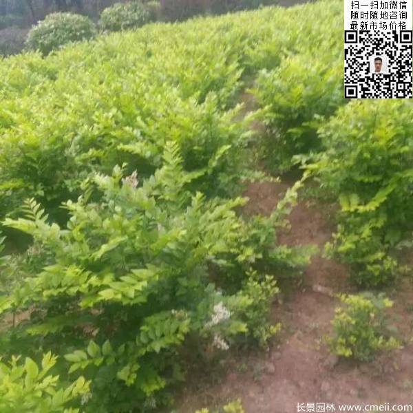 冠幅50公分60公分金葉女貞球圖片 冠幅50公分60公分金葉女貞球圖片