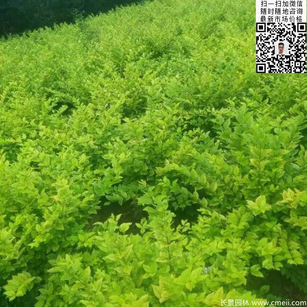 冠幅50公分60公分金葉女貞球圖片 冠幅50公分60公分金葉女貞球圖片