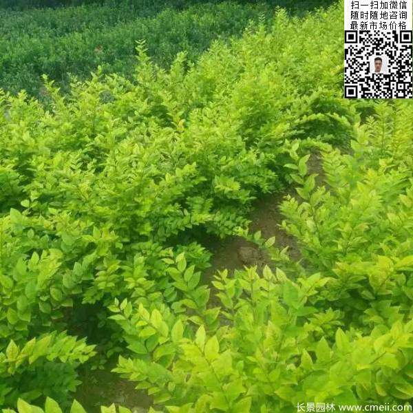 冠幅50公分60公分金葉女貞球圖片 冠幅50公分60公分金葉女貞球圖片