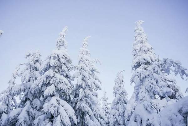 見過這樣的雪松造型樹嗎？美到你想不到