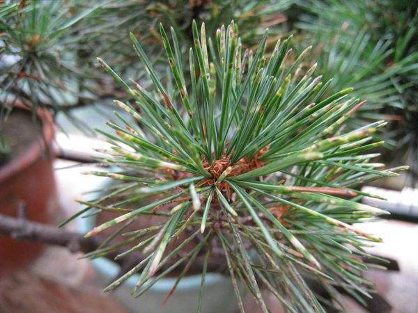 五針?biāo)扇~ 五針?biāo)扇~