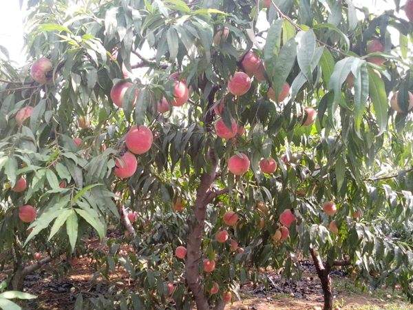 想知道桃樹(shù)結(jié)果多的秘訣嗎？