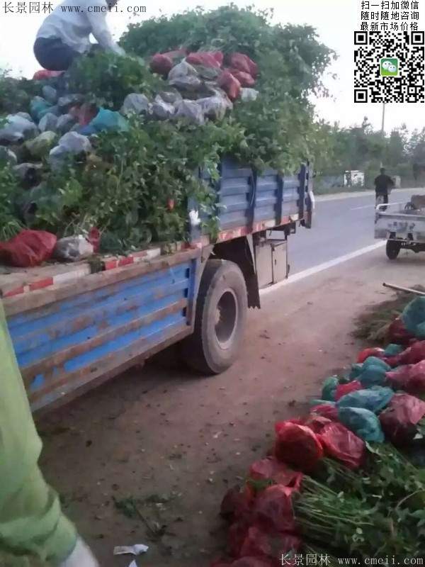 馬蘭棣棠-長景園林 馬蘭棣棠-長景園林