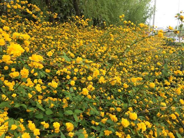 重瓣棣棠--長(zhǎng)景園林