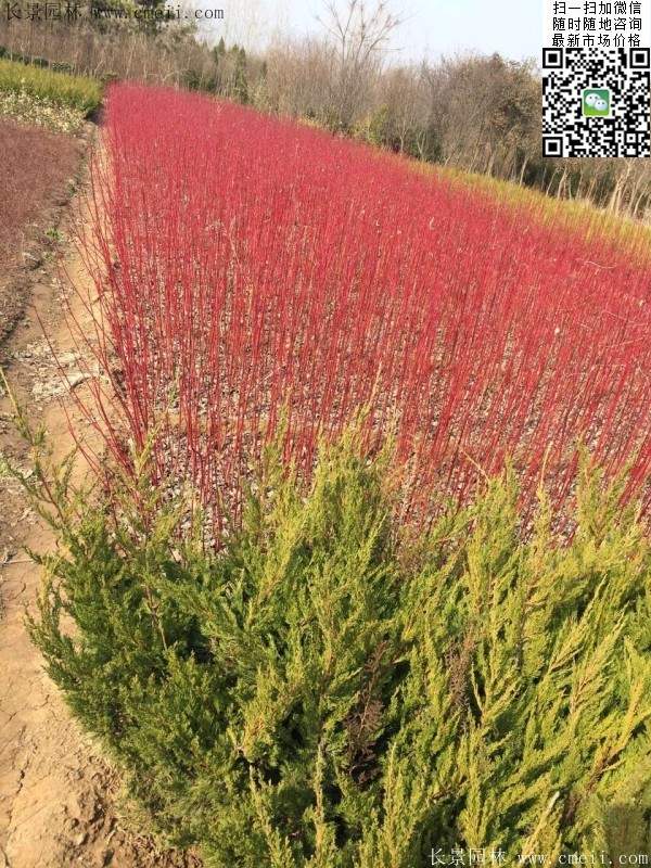 紅瑞木--長景園林 紅瑞木--長景園林