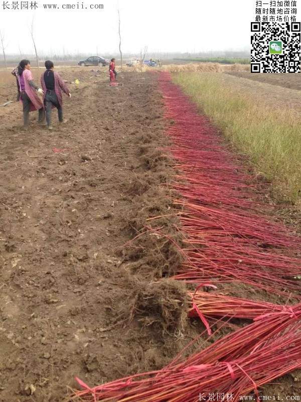 紅瑞木--長景園林 紅瑞木--長景園林