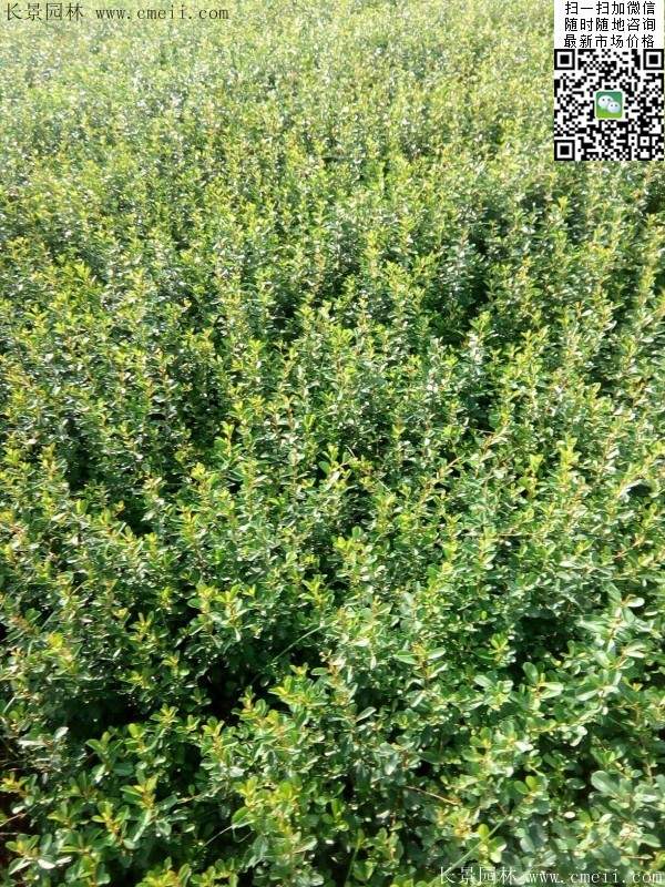 火棘--長景園林