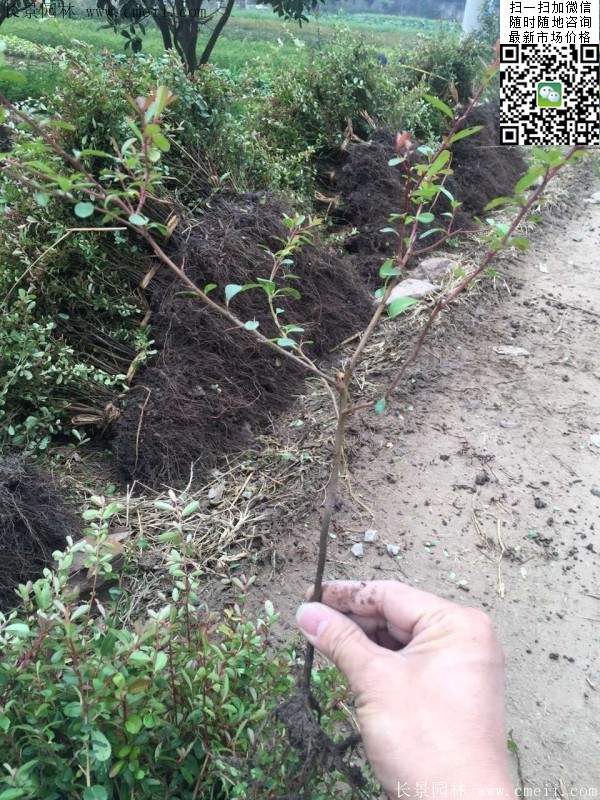 火棘--長(zhǎng)景園林 火棘--長(zhǎng)景園林