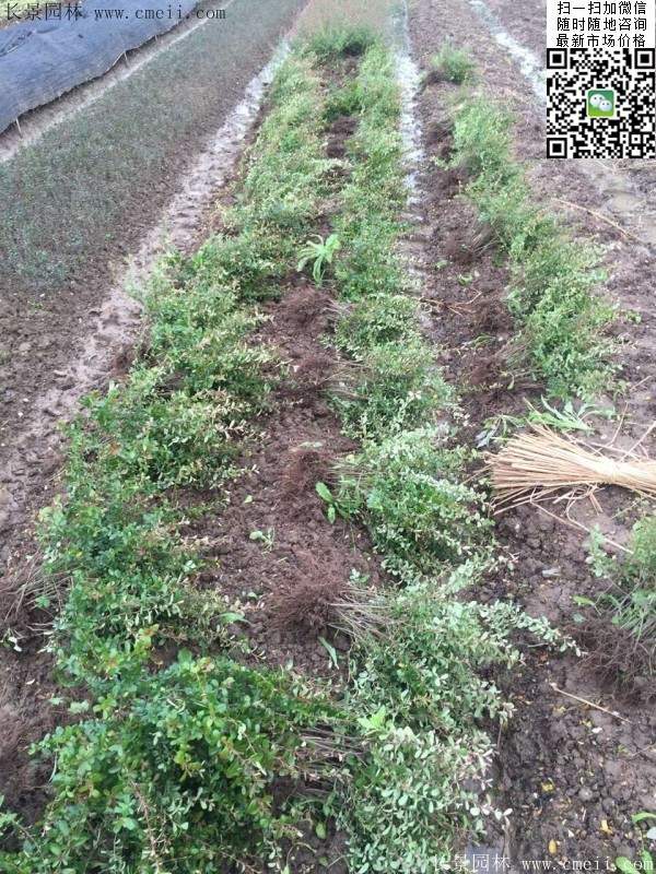 火棘--長(zhǎng)景園林 火棘--長(zhǎng)景園林