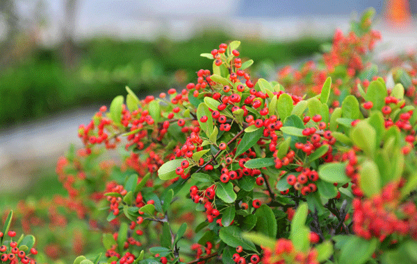 火棘苗--長(zhǎng)景園林 火棘苗--長(zhǎng)景園林