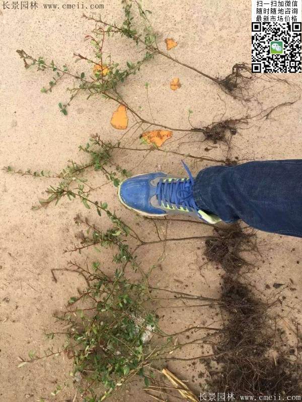 火棘苗--長(zhǎng)景園林 火棘苗--長(zhǎng)景園林