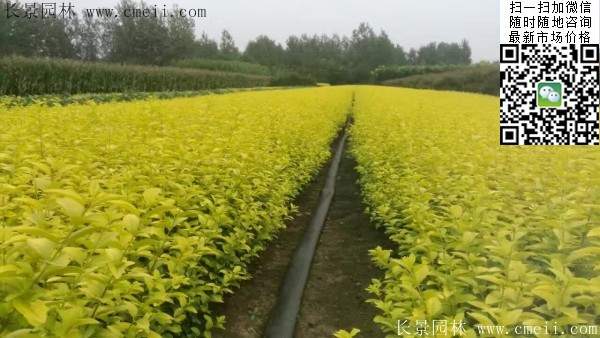 金葉女貞--長(zhǎng)景園林 金葉女貞--長(zhǎng)景園林