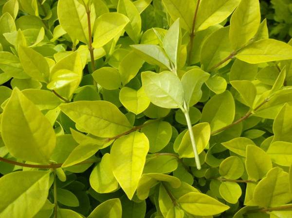 金葉女貞--長(zhǎng)景園林 金葉女貞--長(zhǎng)景園林