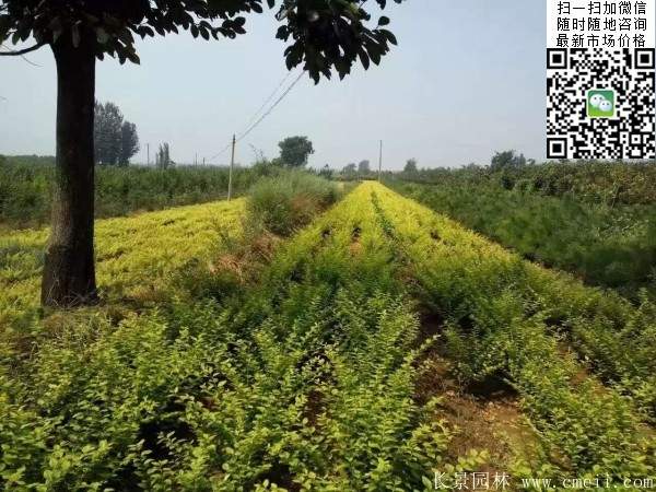 金葉女貞--長(zhǎng)景園林 金葉女貞--長(zhǎng)景園林