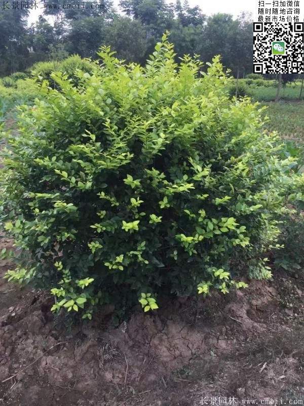 金葉女貞--長(zhǎng)景園林 金葉女貞--長(zhǎng)景園林