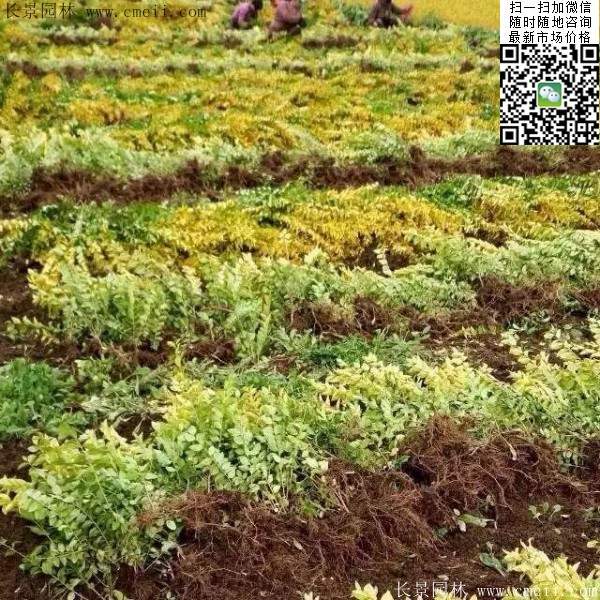 金葉女貞--長(zhǎng)景園林 金葉女貞--長(zhǎng)景園林