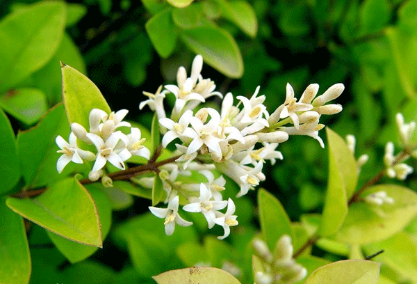 金葉女貞--長景園林 金葉女貞--長景園林
