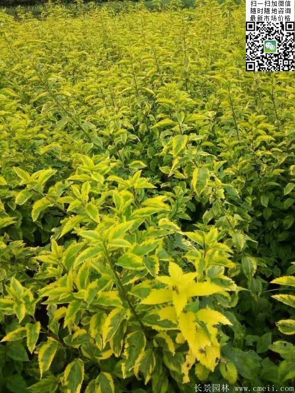 連翹--長景園林 連翹--長景園林