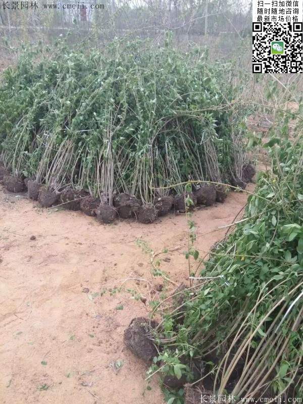 連翹--長景園林 連翹--長景園林