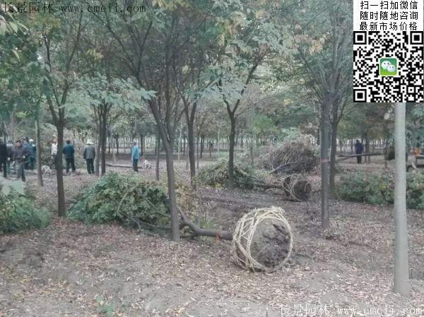 沭陽櫸樹批發 沭陽櫸樹批發