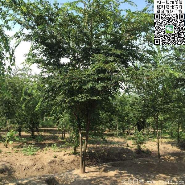 沭陽櫸樹基地照 沭陽櫸樹基地照