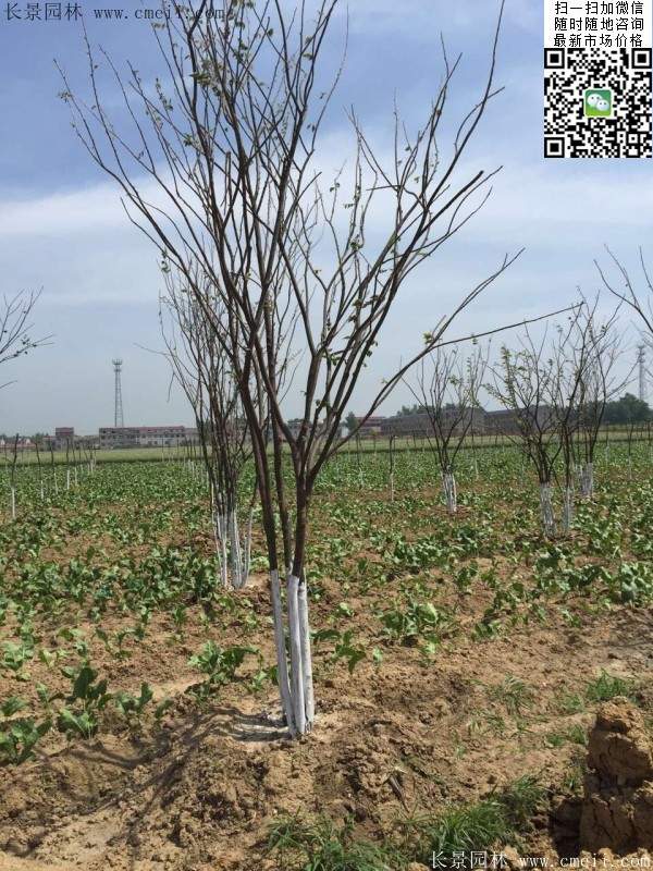 沭陽櫸樹基地照 沭陽櫸樹基地照