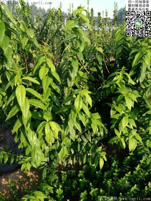 臘梅樹(shù)